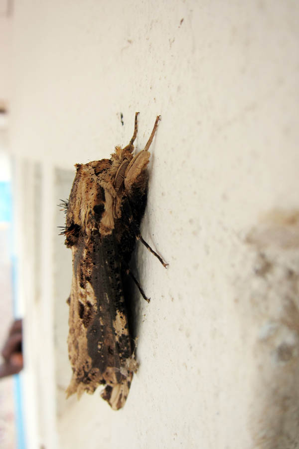 Woodchip moth, side view